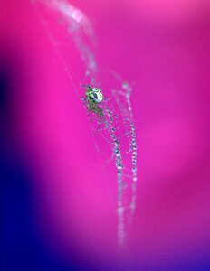 Hooked arachnid dew