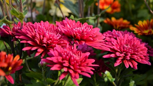 Flowers chrysanthemum natural colors