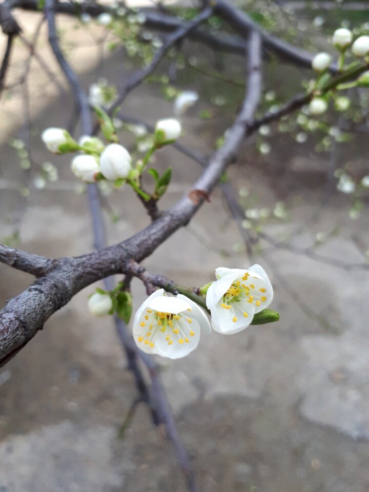 Spring plant fruit