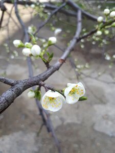 Spring plant fruit