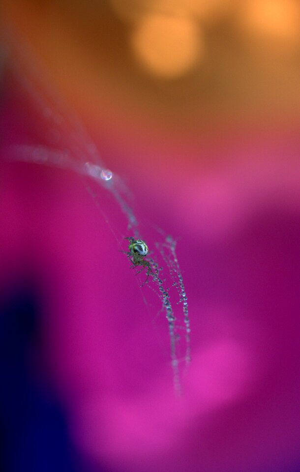 Hooked arachnid dew