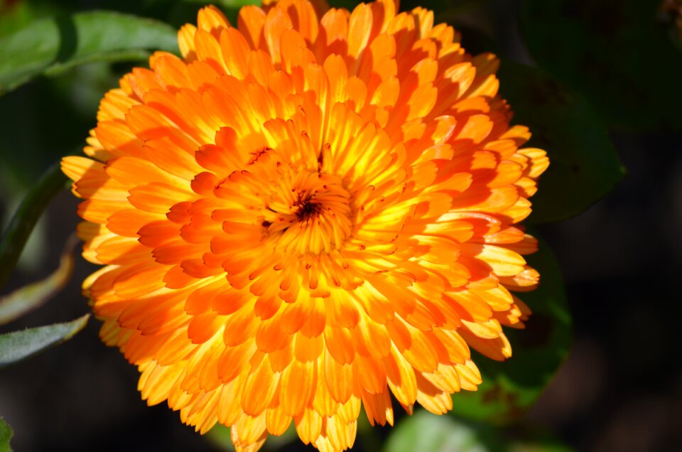 Summer petal bright
