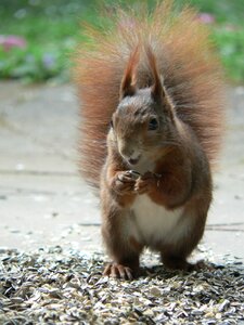 Nature cute animal world