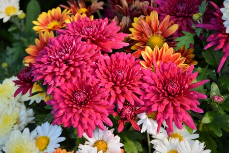 Flowers chrysanthemum natural colors