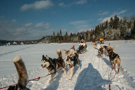 Snow sled dogs husky photo