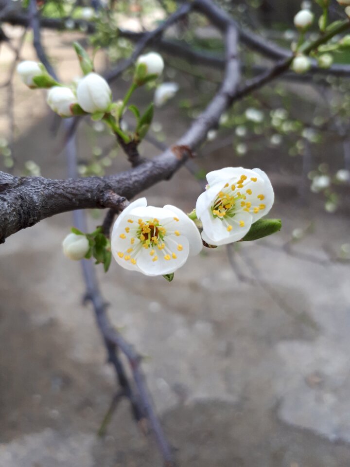 Outdoors plant flower