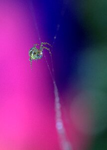 Hooked arachnid dew