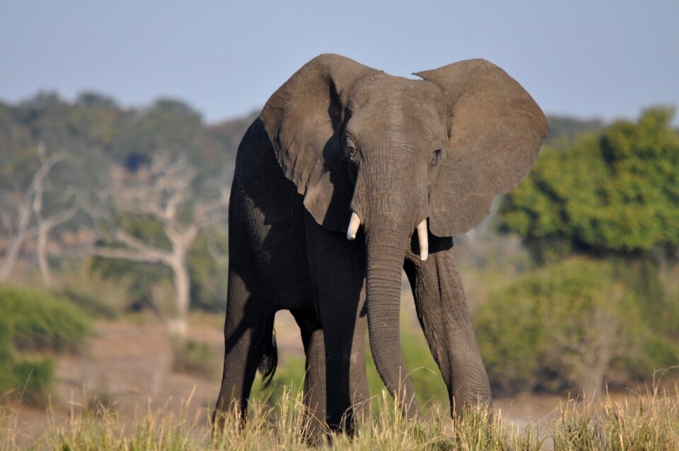 Safari nature elephant