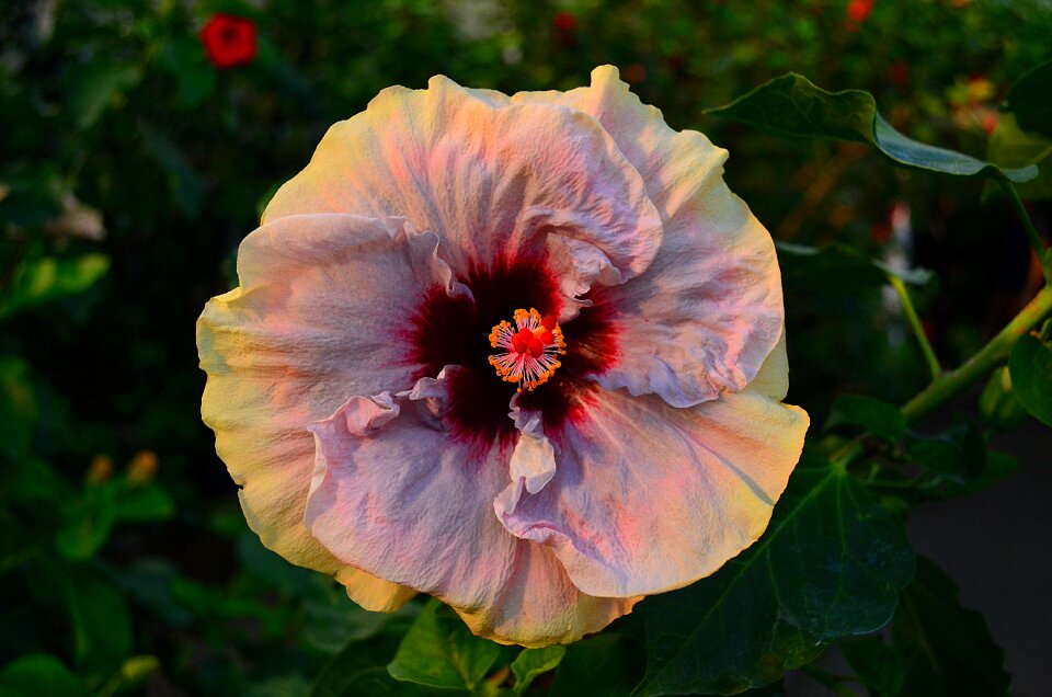 Bloom macro exotic flower