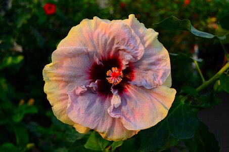 Bloom macro exotic flower