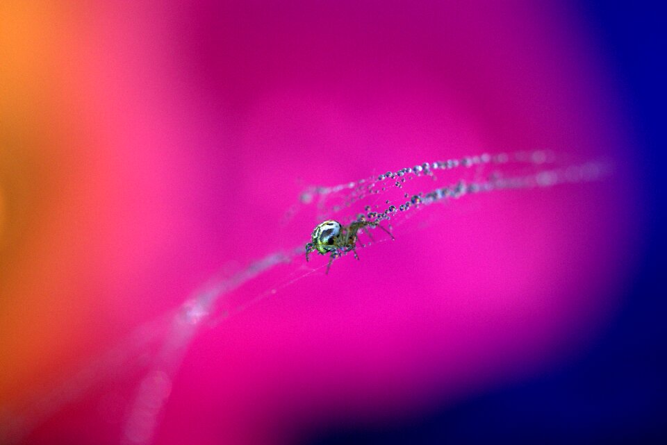 Hooked arachnid dew