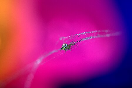 Hooked arachnid dew
