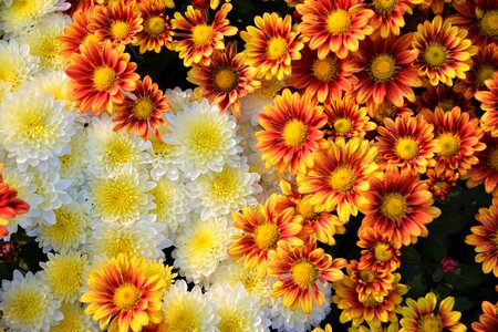 Flowers chrysanthemum natural colors photo