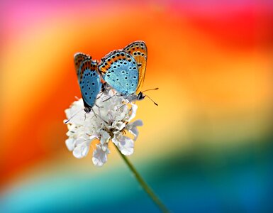 Red wings insecta