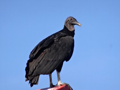 Wildlife avian sky photo