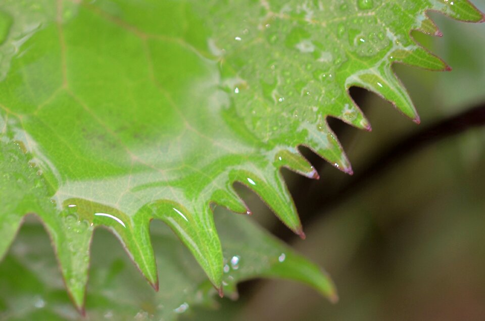 Nature water plant