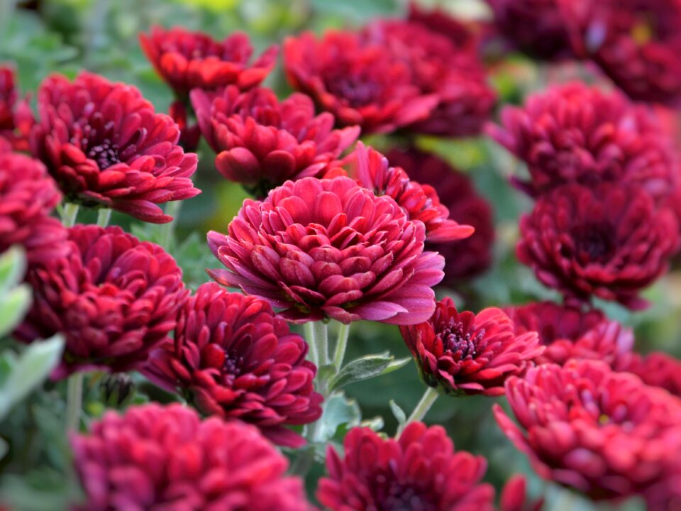Flowers chrysanthemum natural colors