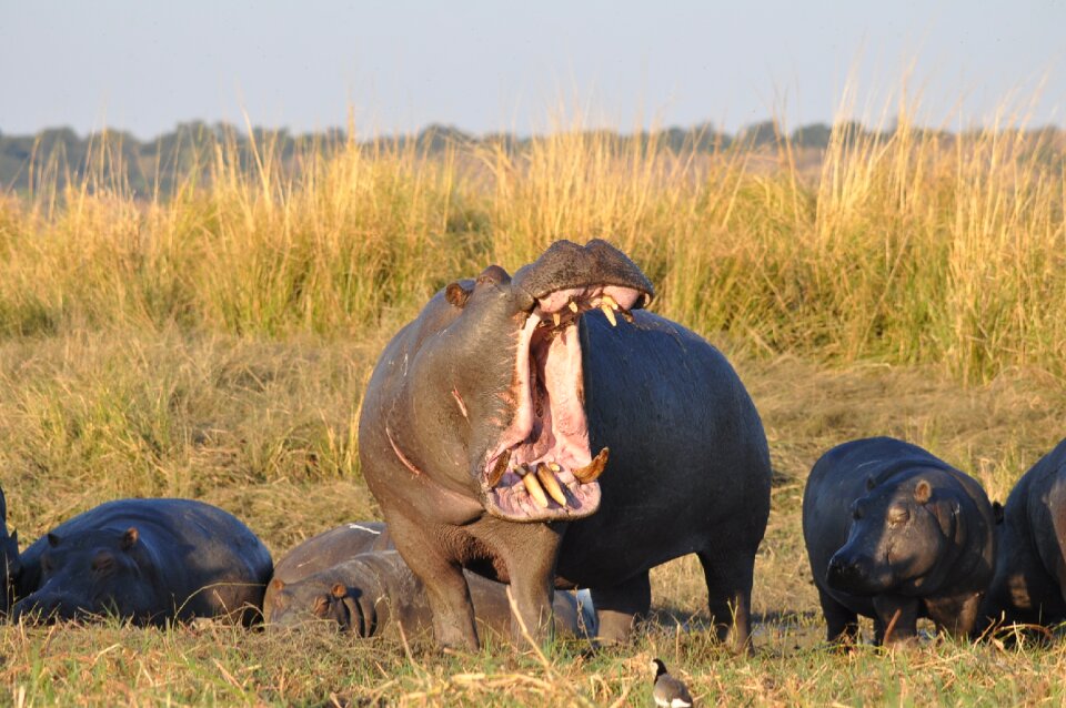 Outdoors animal grassland