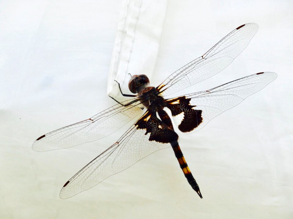 Wing wildlife macro