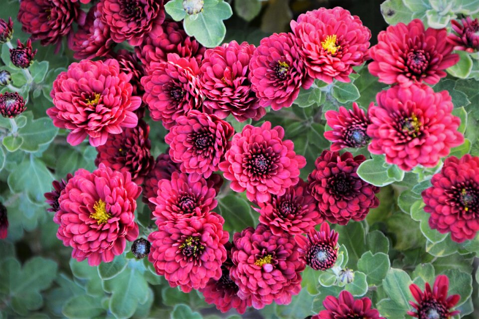 Flowers chrysanthemum natural colors