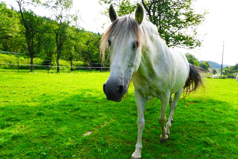 Animal pasture nature