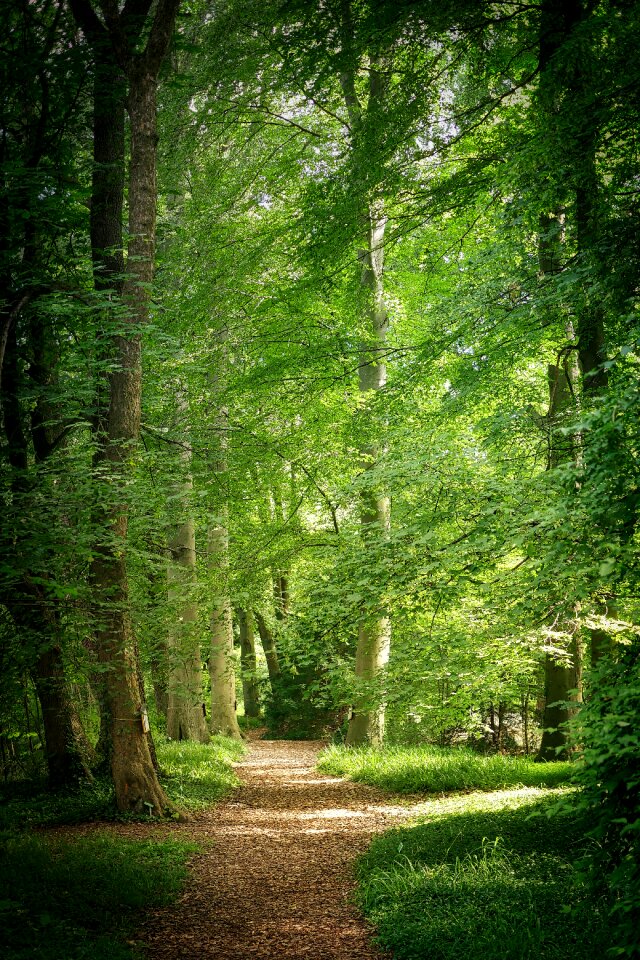 Leaf park forest