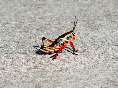 Bug wildlife antenna photo