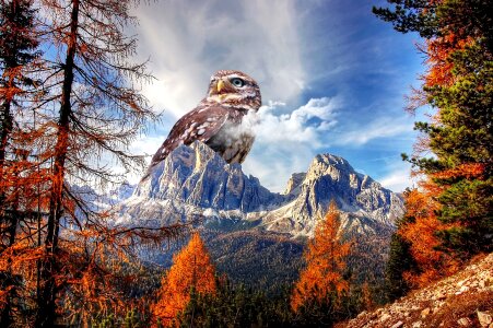 Animal wild animal photo editing