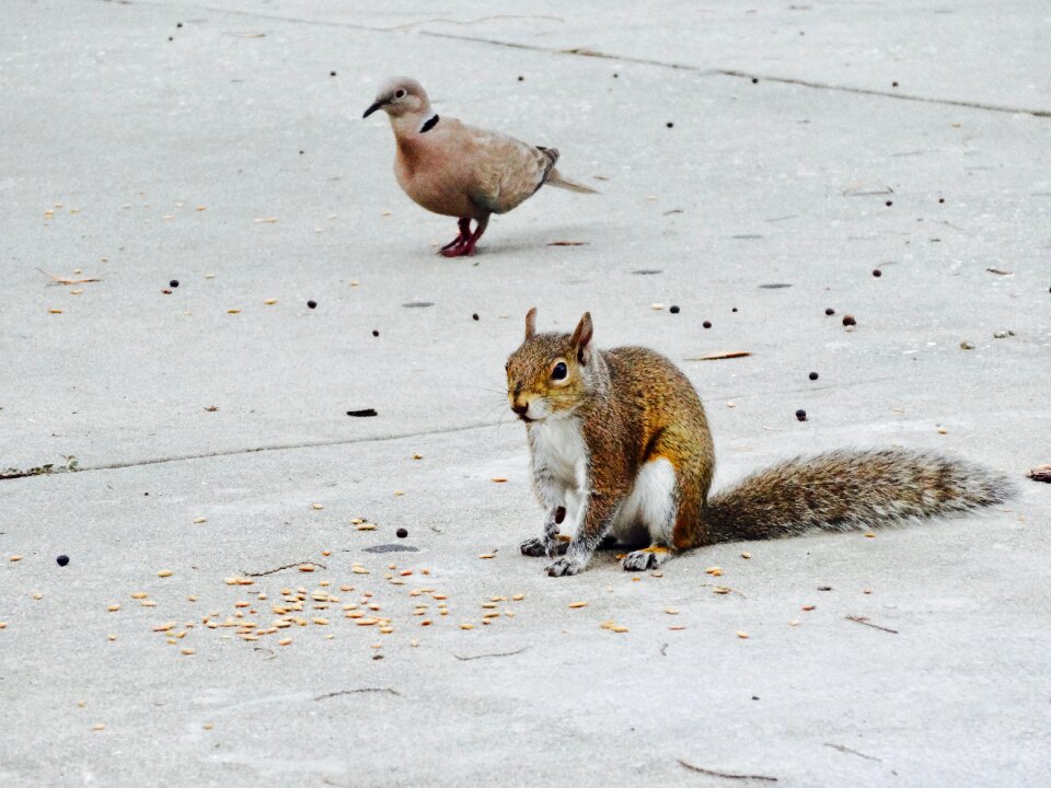 Wildlife mammal cute