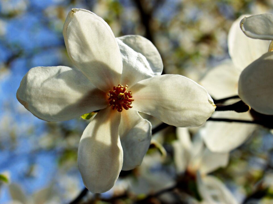 Plant flowers nature