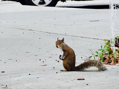 Mammal wildlife cute