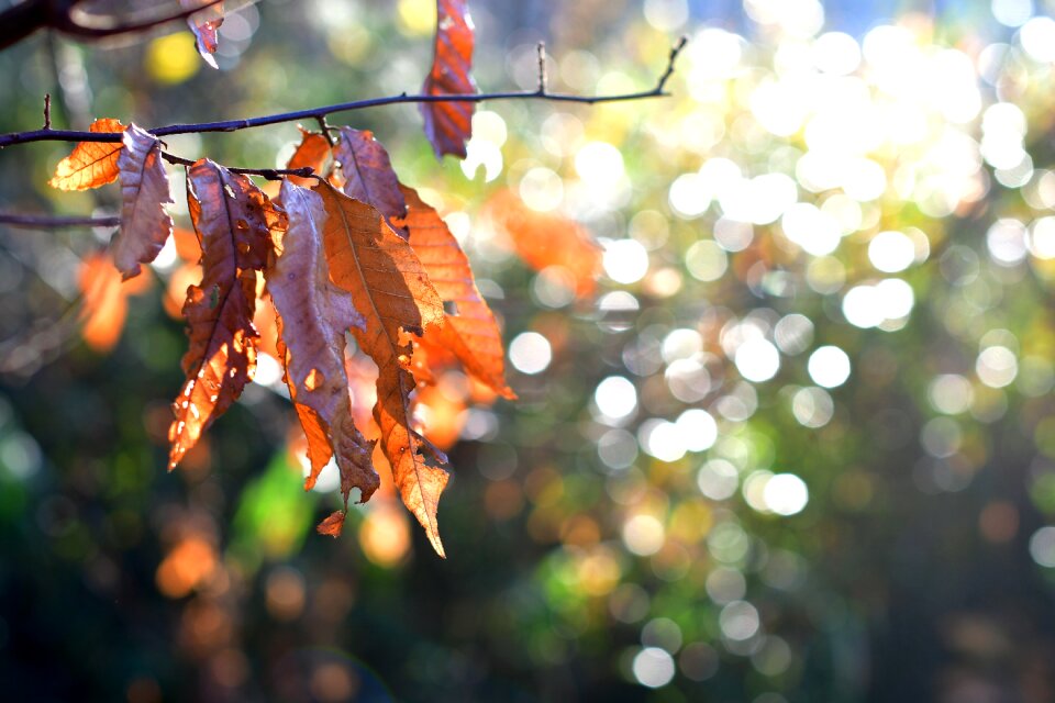 Dead leaves the morning dew asahi