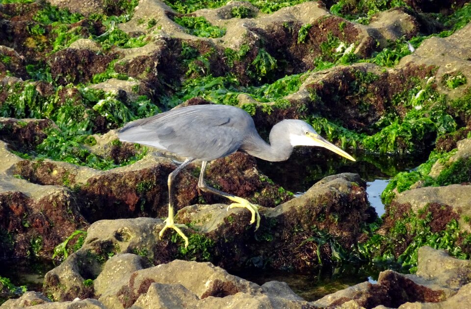 Egretta gularis western reef egret fauna photo