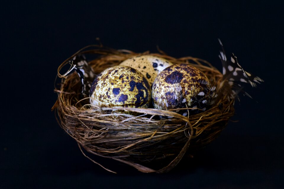 Speckled feather easter
