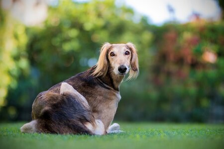 Saluki hairy nature photo