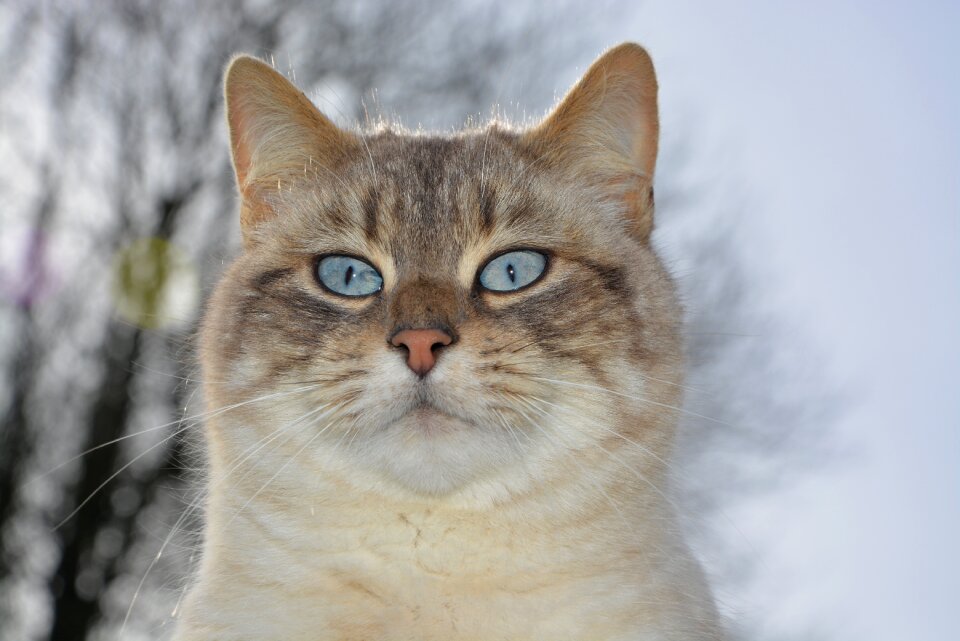 Blue eyes cute animal nature