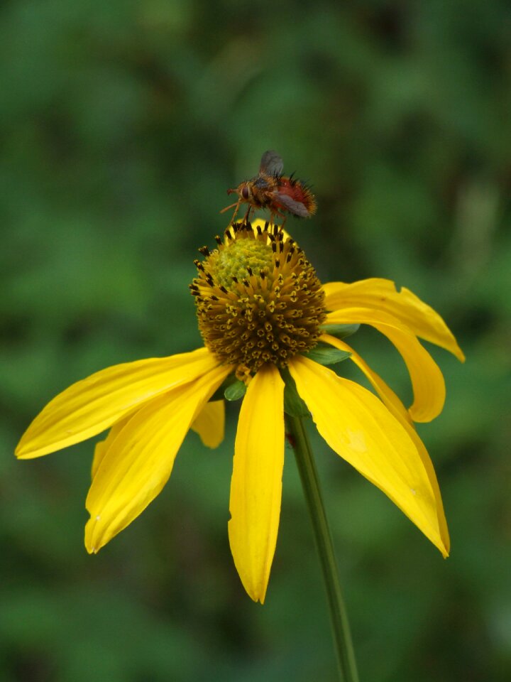 Flower summer flora