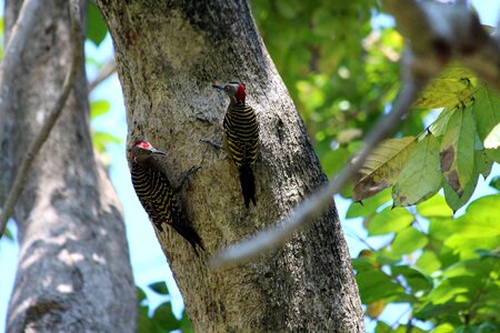 Birds fauna nature