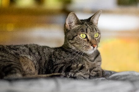 Cats domestic cat pet