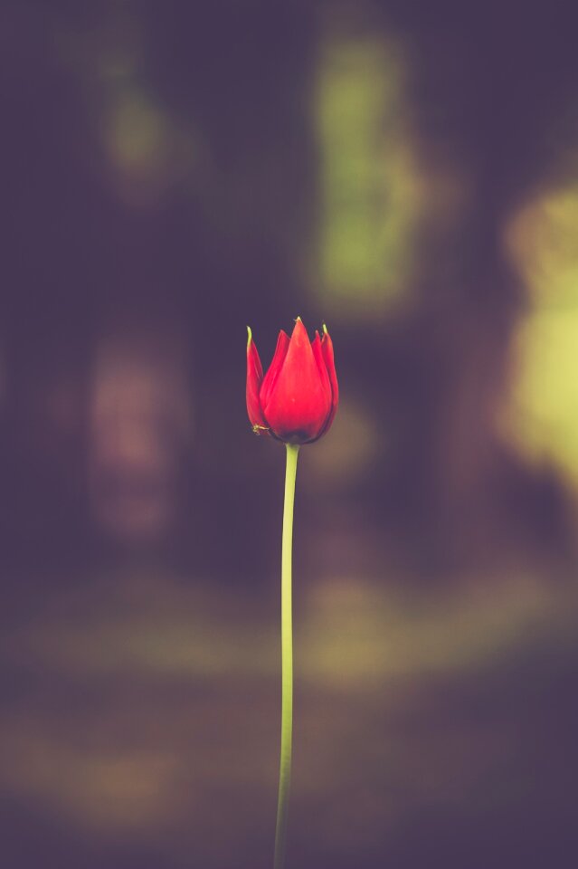 Red stalk stem photo