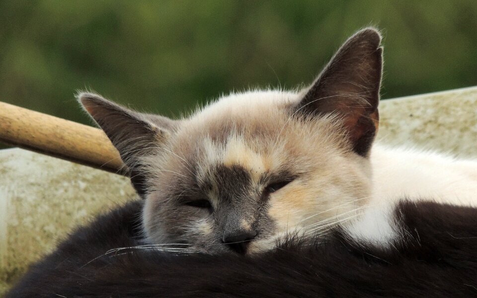 Mammalia kitten armenia