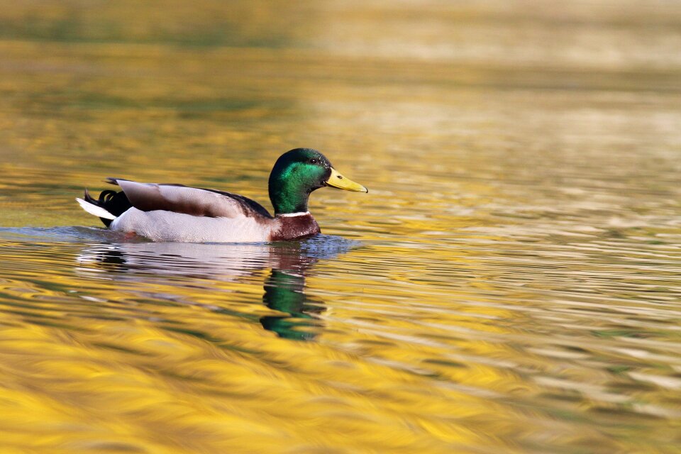 Water plumage wing