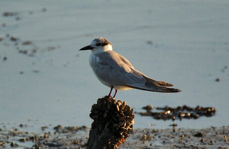 Little tern nature water photo