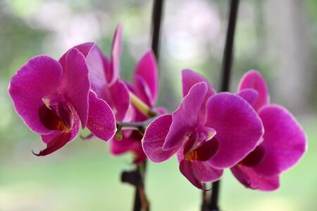 Fulfillment orchid pink photo
