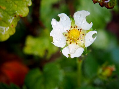 Bloom strawberry plant nature