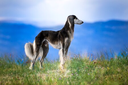 Saluki hairy nature photo