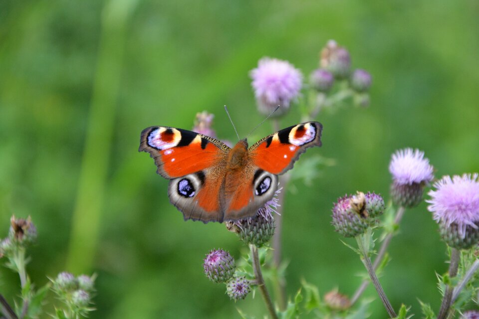 Butterfly wings nature