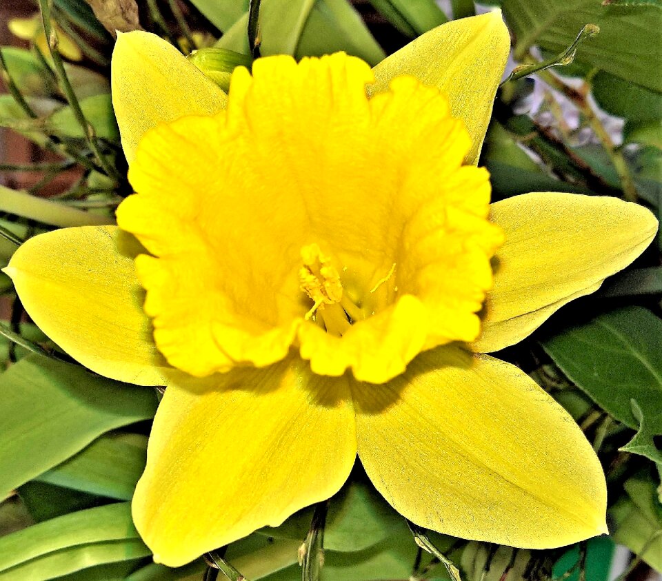Spring flower single bloom in full bloom