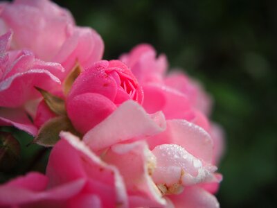 Bud flower rose blooms photo