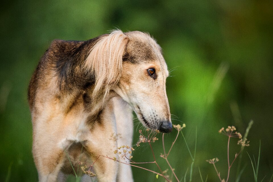 Saluki hairy nature